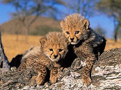 Cheetah Cubs, Africa